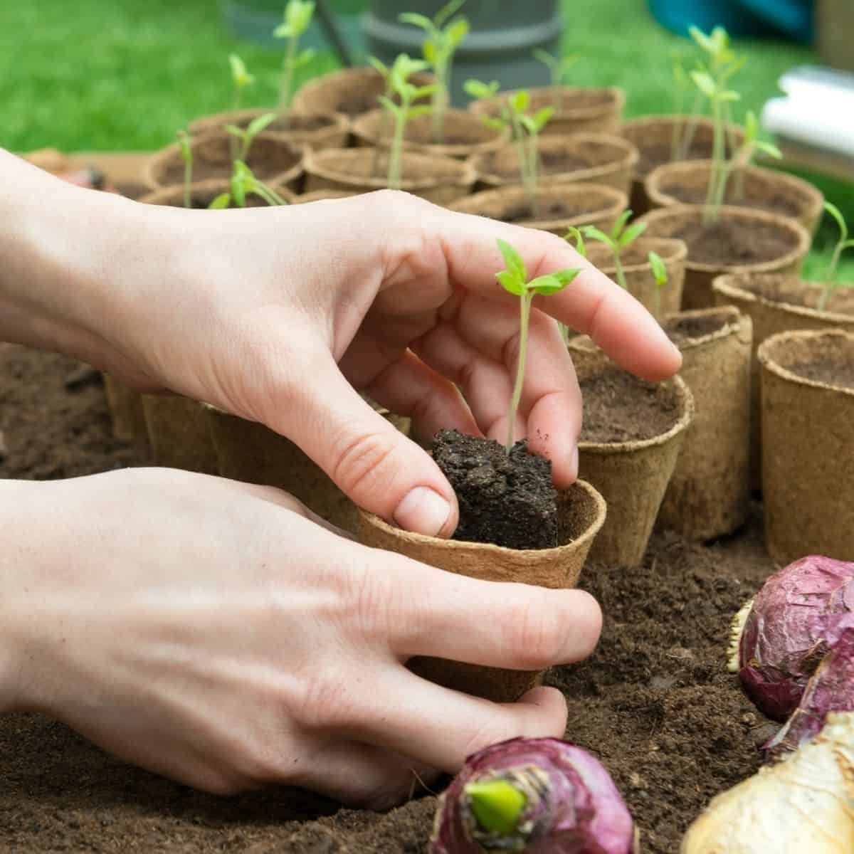 Plant sprout in a paper cup being held by hands