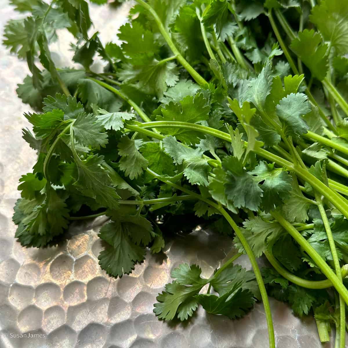cilantro on a metal pan