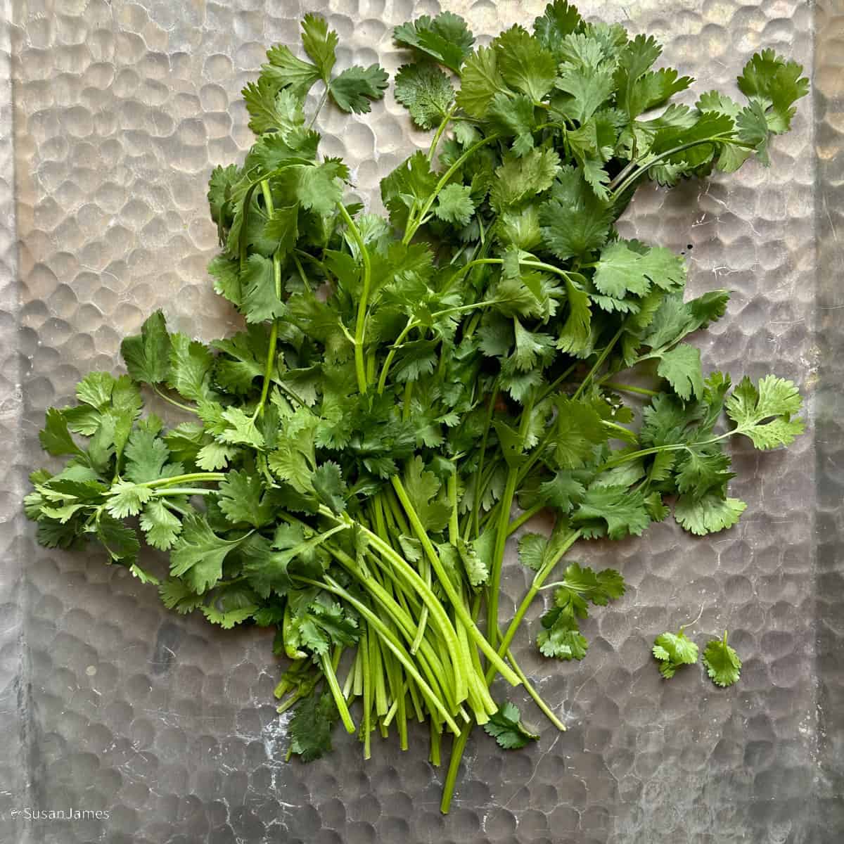 cilantro on a metal pan