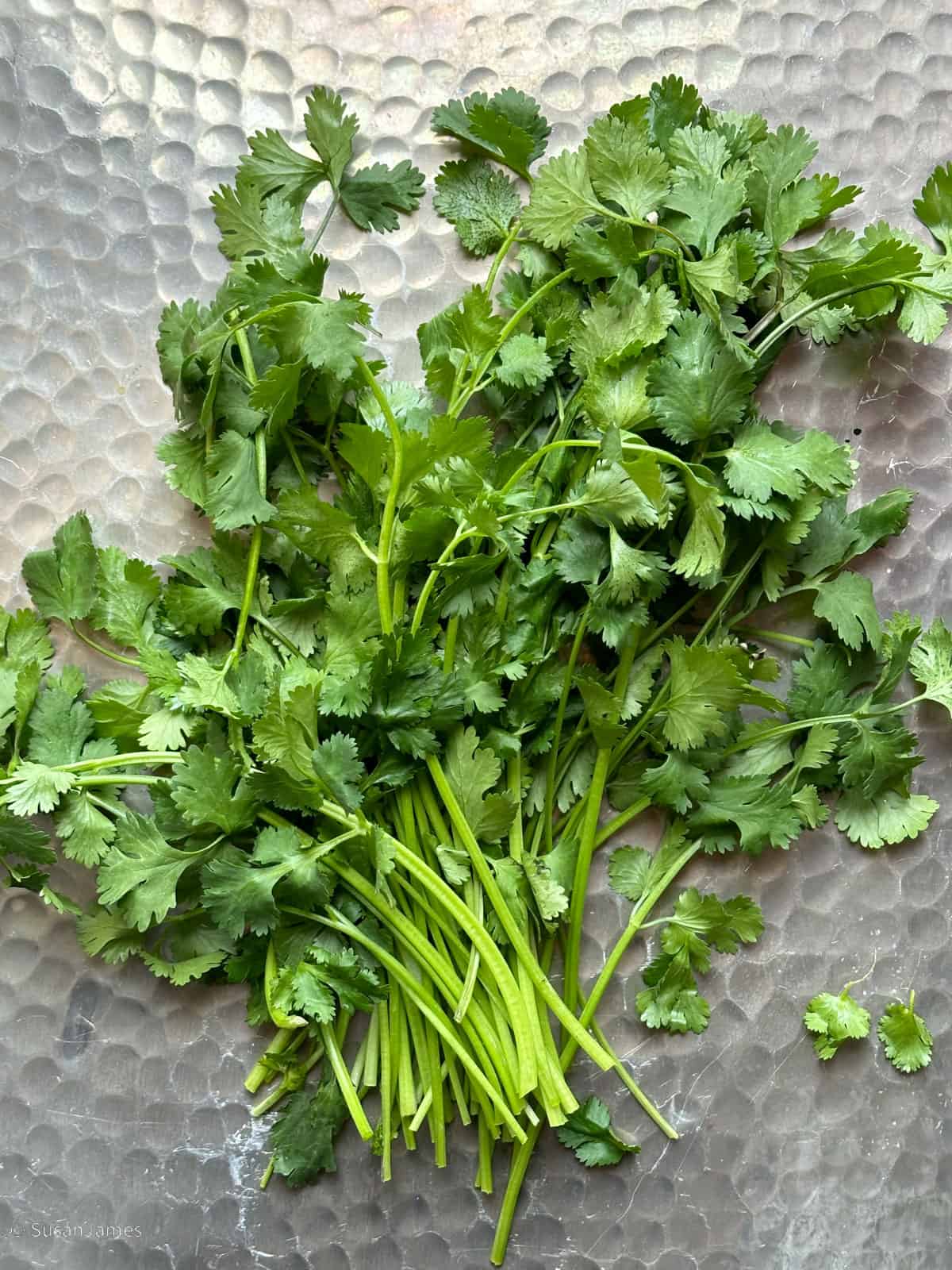 cilantro on a metal pan